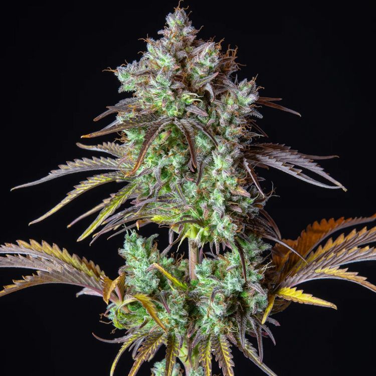 Dope Breeders - FAST BUDS Original Auto Big Bud Image