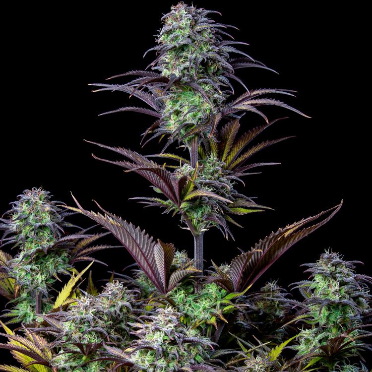 Dope Breeders - FAST BUDS Original Auto Blueberry Image