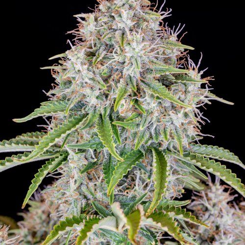 Dope Breeders - FAST BUDS Original Auto Cinderella Image