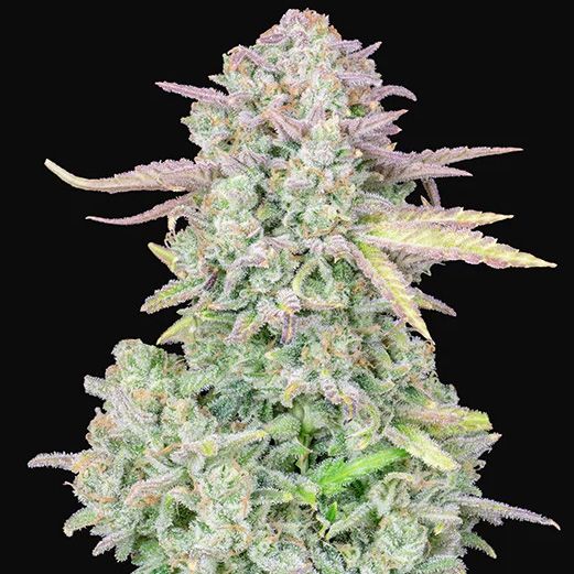 Dope Breeders - FAST BUDS Original Auto Trainwreck Image