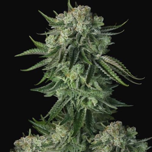 Dope Breeders - FAST BUDS Original Moby Dick Auto Image