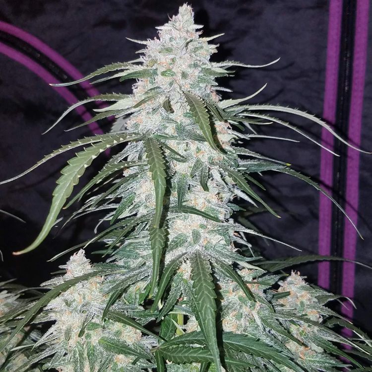 Dope Breeders - FAST BUDS Pineapple Express Auto Image