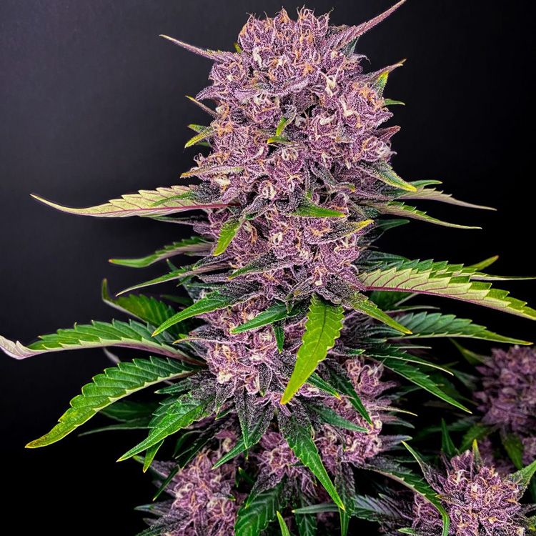 Dope Breeders - FAST BUDS Purple Lemonade Auto Image