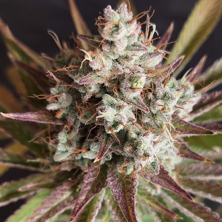 Dope Breeders - FAST BUDS Purple Lemonade FF Fast Flowering Image