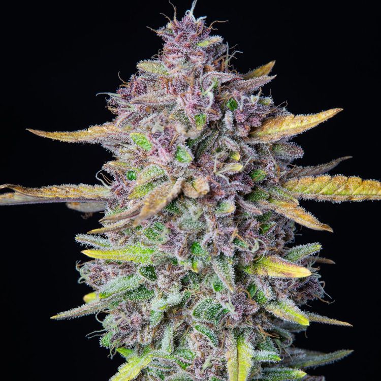 Dope Breeders - FAST BUDS Purple Punch Auto Image