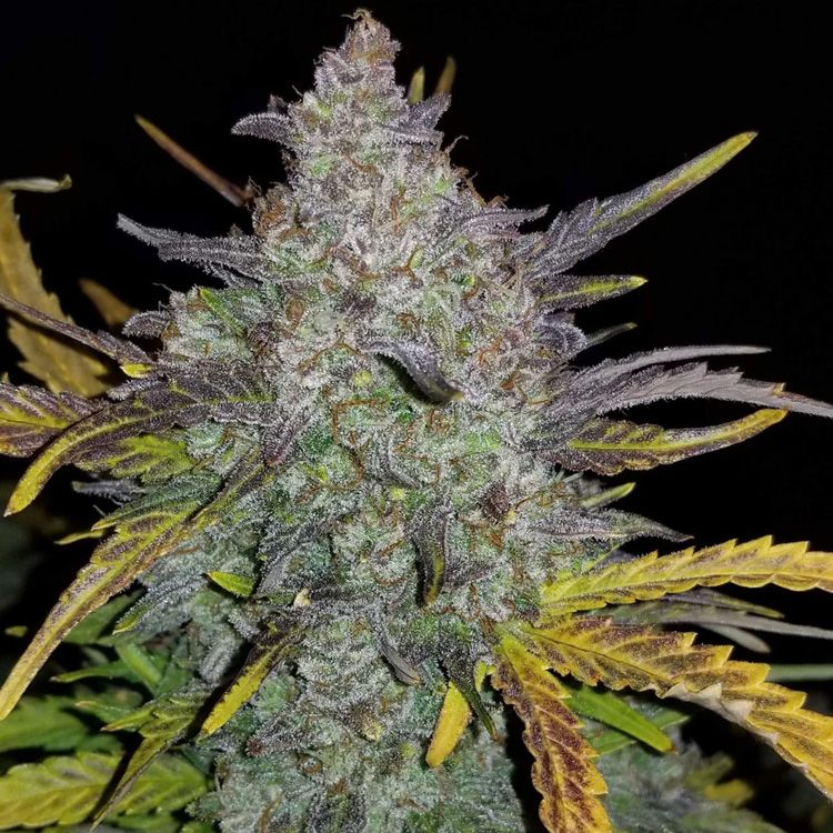 Dope Breeders - FAST BUDS Rhino Ryder Auto Image