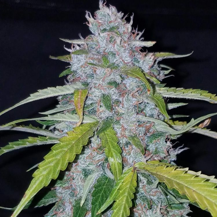 Dope Breeders - FAST BUDS Six Shooter Auto Image