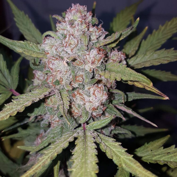 Dope Breeders - FAST BUDS Stardawg Auto Image