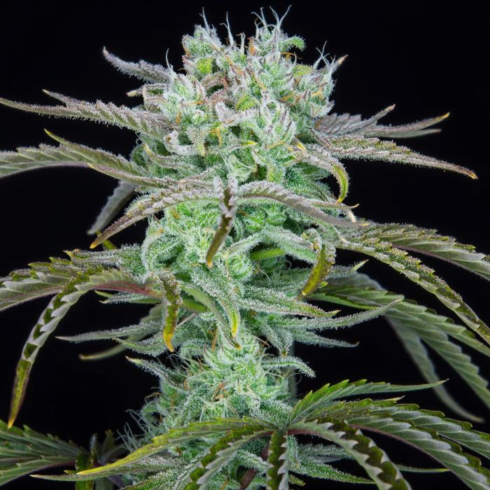 Dope Breeders - FAST BUDS Strawberry Banana Auto Image