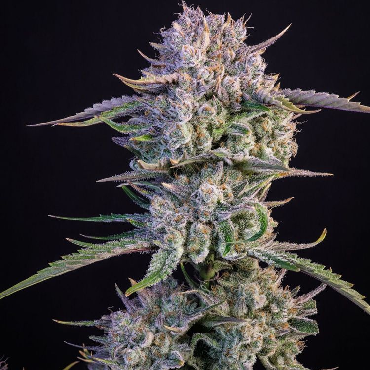 Dope Breeders - FAST BUDS Strawberry Gorilla Auto Image