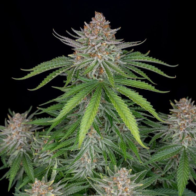 Dope Breeders - FAST BUDS Strawberry Pie Auto Image