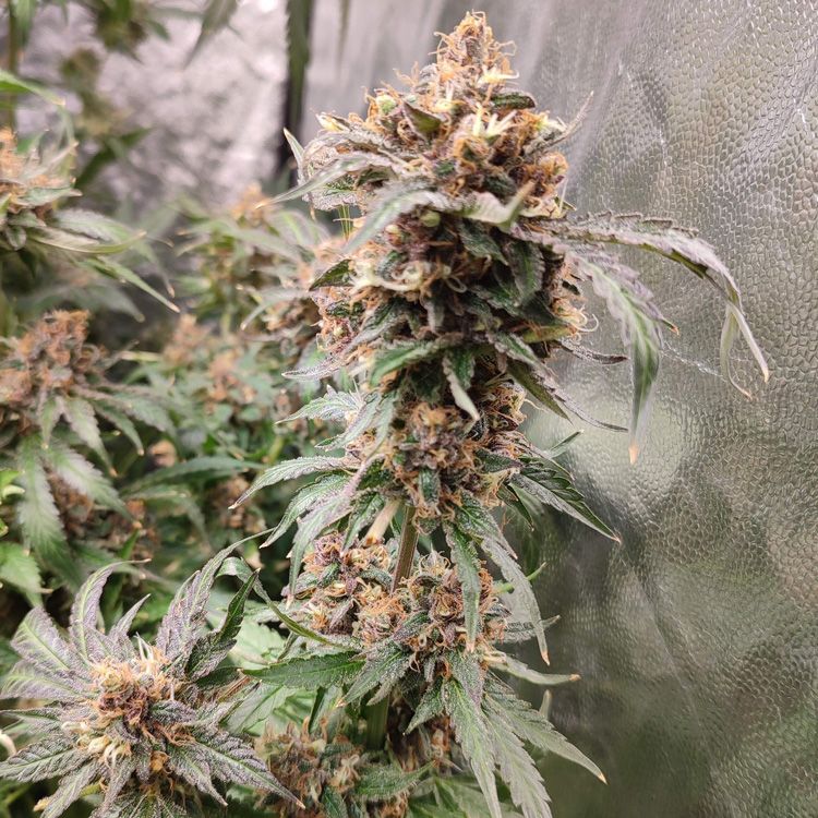 Dope Breeders - FAST BUDS Tropicana Cookies FF Fast Flowering Image