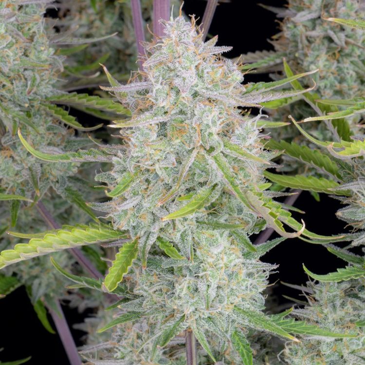 Dope Breeders - FAST BUDS Wedding Cheesecake Auto Image