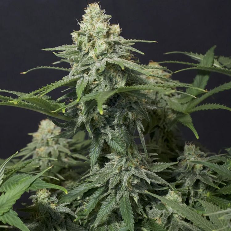 Dope Breeders - FAST BUDS Wedding Cheesecake FF Fast Flowering Image