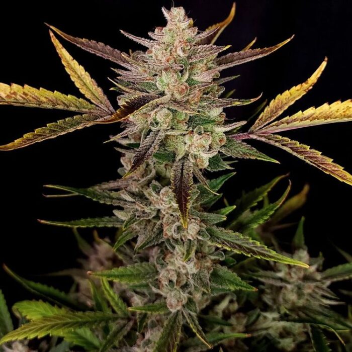 Dope Breeders - FAST BUDS Ztrawberriez Auto Image