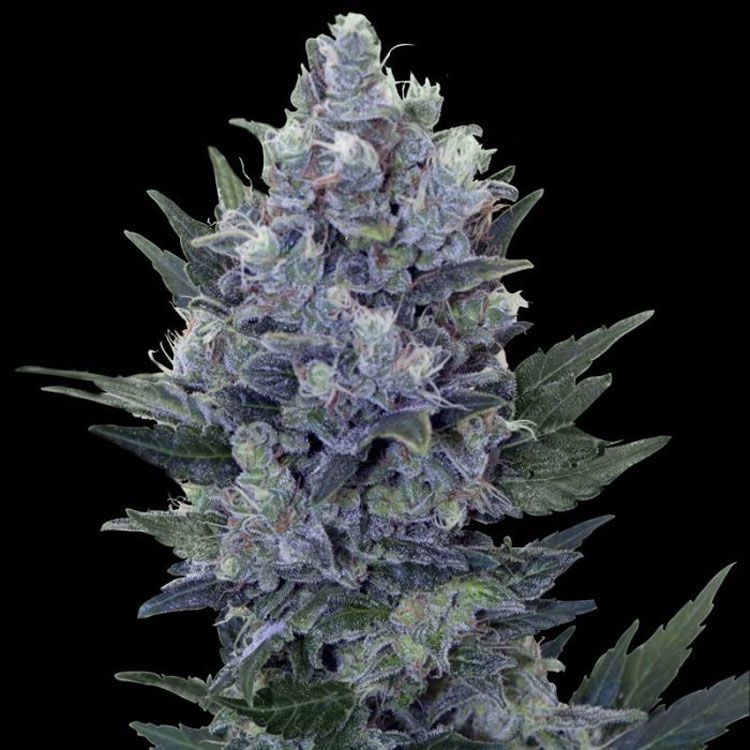 Dope Breeders - FEMALE SEEDS Auto NL Image