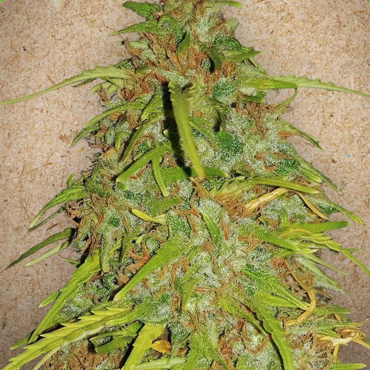 Dope Breeders - FEMALE SEEDS Auto Speed Bud Image