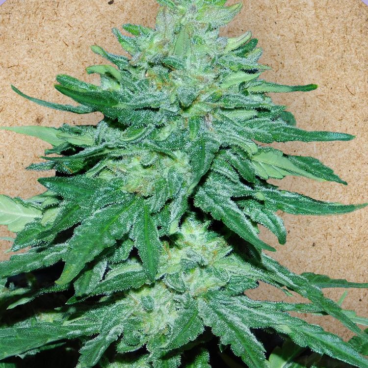 Dope Breeders - FEMALE SEEDS Auto WW x Big Bud Image