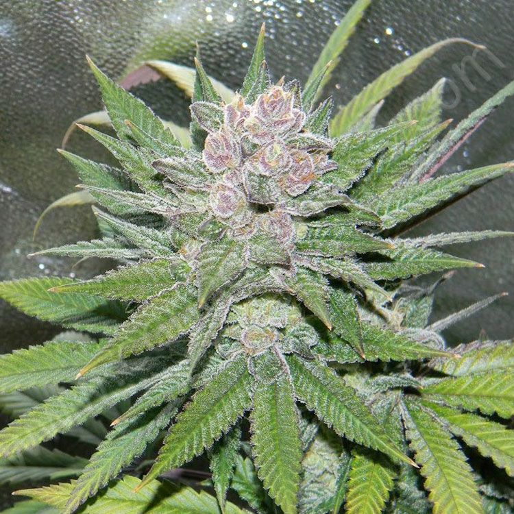 Dope Breeders - FEMALE SEEDS Blueberry Cheesecake Image