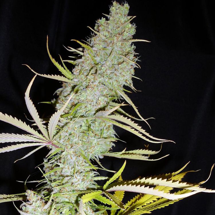 Dope Breeders - FEMALE SEEDS C99 Image