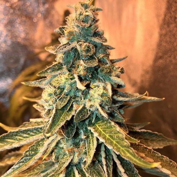 Dope Breeders - FEMALE SEEDS Chem OG Image