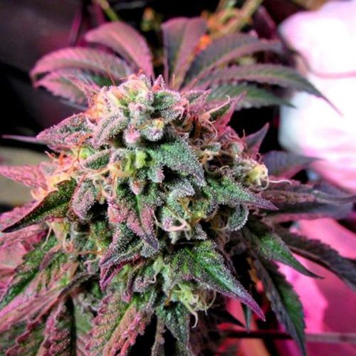 Dope Breeders - FEMALE SEEDS Cherry Pie Image