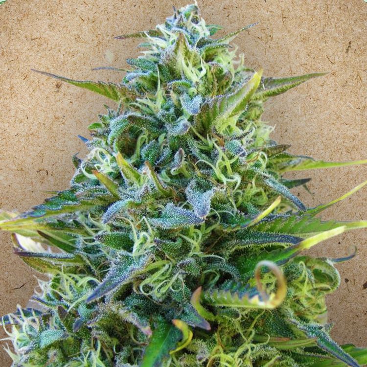 Dope Breeders - FEMALE SEEDS Critical Sour Image