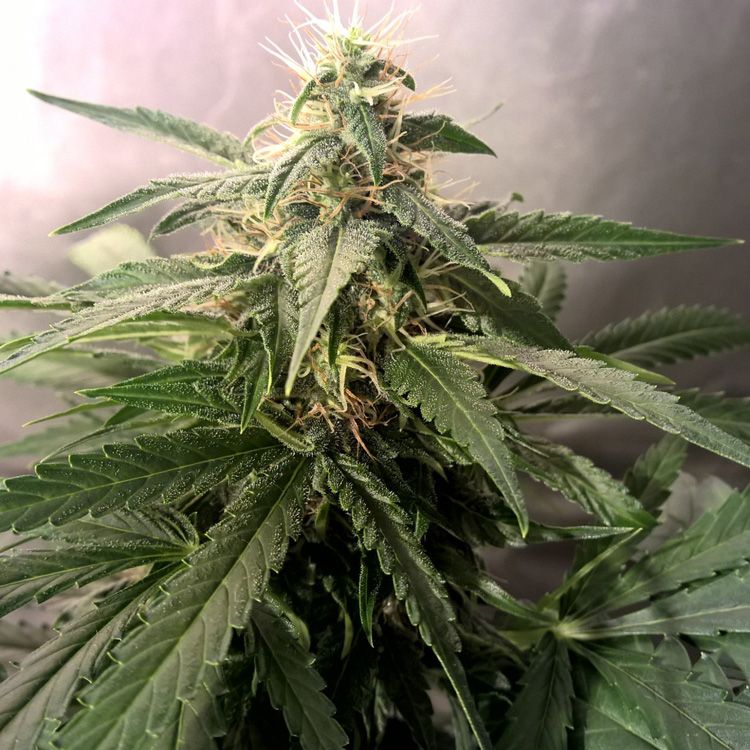 Dope Breeders - FEMALE SEEDS Lemon Kush Image