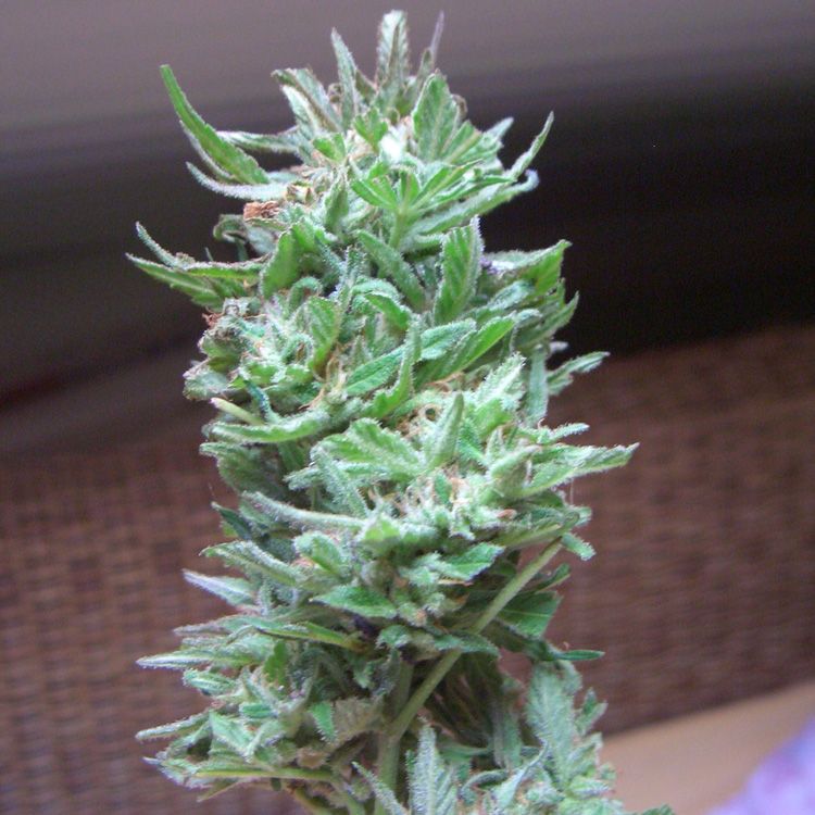 Dope Breeders - FEMALE SEEDS Maroc Image