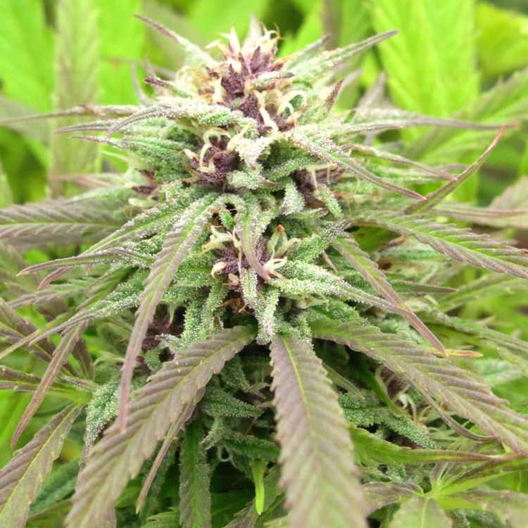 Dope Breeders - FEMALE SEEDS Purple Maroc Image