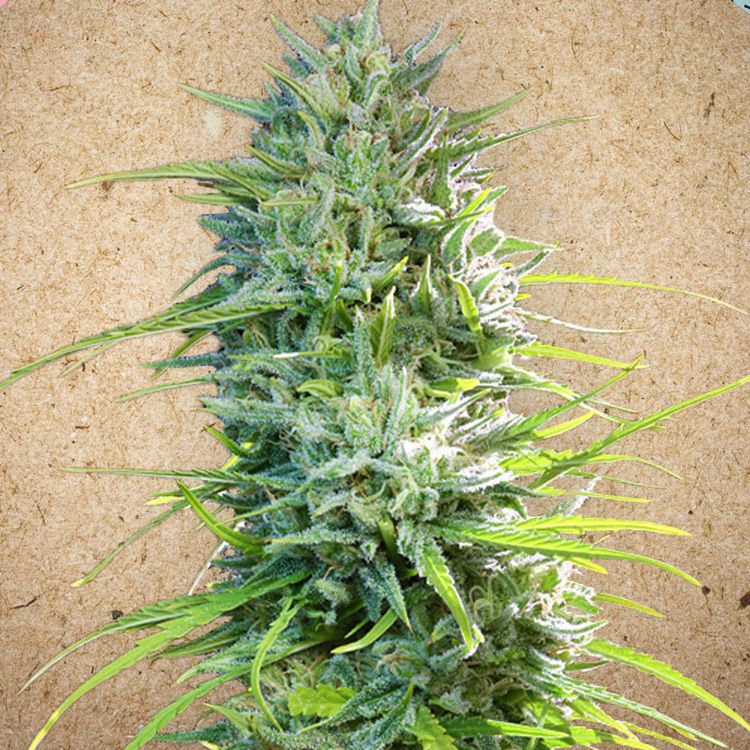 Dope Breeders - FEMALE SEEDS SexBud Image