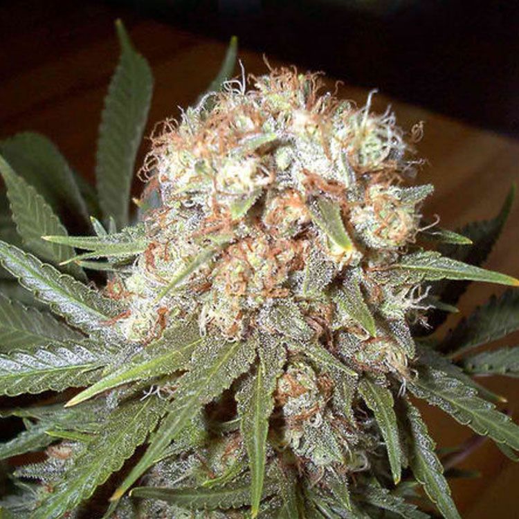 Dope Breeders - FEMALE SEEDS Skunk Special Image