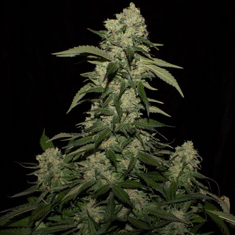 Dope Breeders - FEMALE SEEDS WW x Big Bud Image