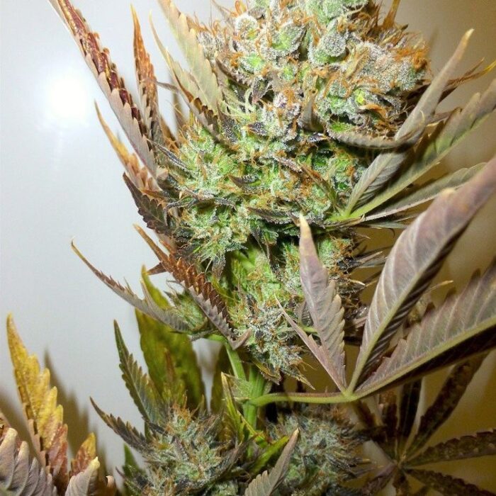 Dope Breeders - FLASH SEEDS Ace Image