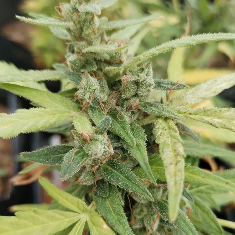 Dope Breeders - FLASH SEEDS Amnesic Gorilla Image