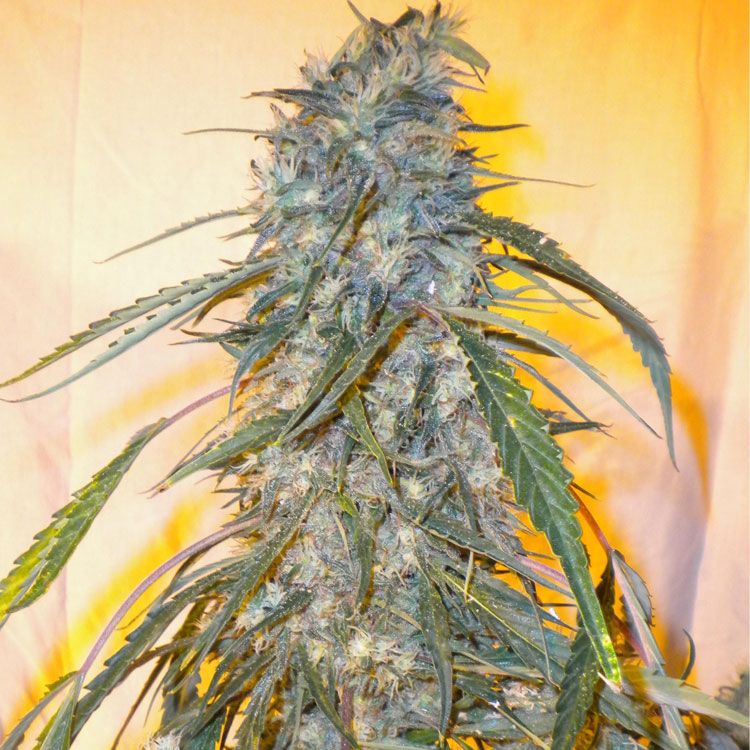 Dope Breeders - FLASH SEEDS Annapurna (Super Auto) Image