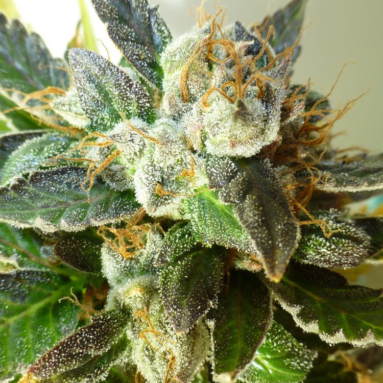 Dope Breeders - FLASH SEEDS Bubble Crack Image