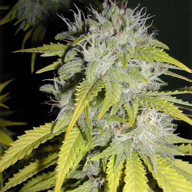 Dope Breeders - FLASH SEEDS Chaze Super Auto Image