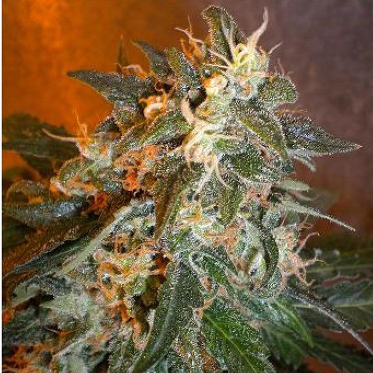 Dope Breeders - FLASH SEEDS Cobra Image