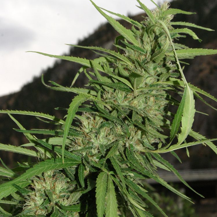 Dope Breeders - FLASH SEEDS Cookie G13 SuperAuto Image