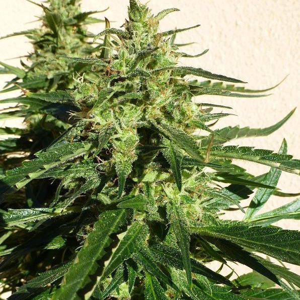 Dope Breeders - FLASH SEEDS Critical Chaze SuperAuto Image