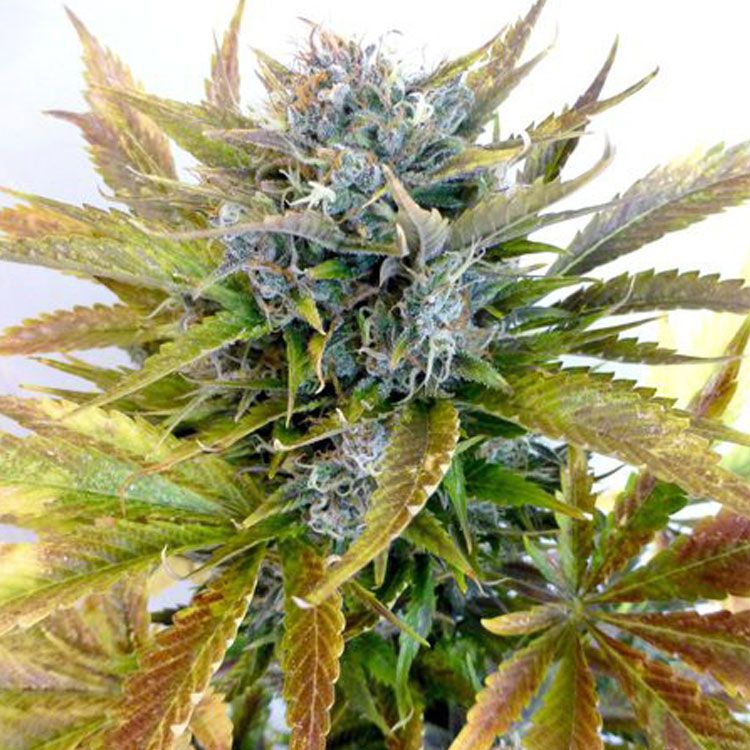 Dope Breeders - FLASH SEEDS Diesel Haze Image