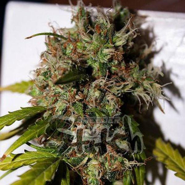 Dope Breeders - FLASH SEEDS Formula One Image