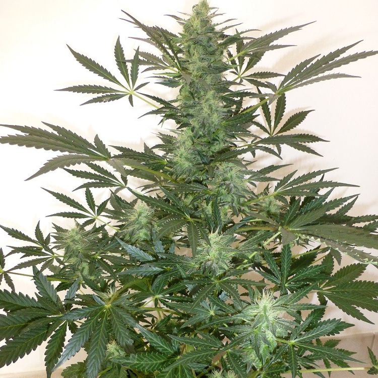 Dope Breeders - FLASH SEEDS Holy Man Image