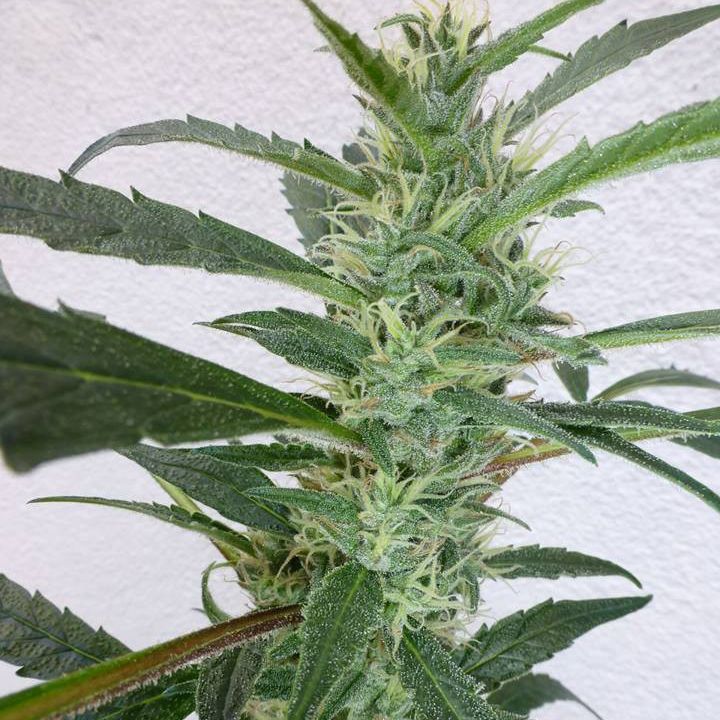 Dope Breeders - FLASH SEEDS Jamaican Berry SuperAuto Image