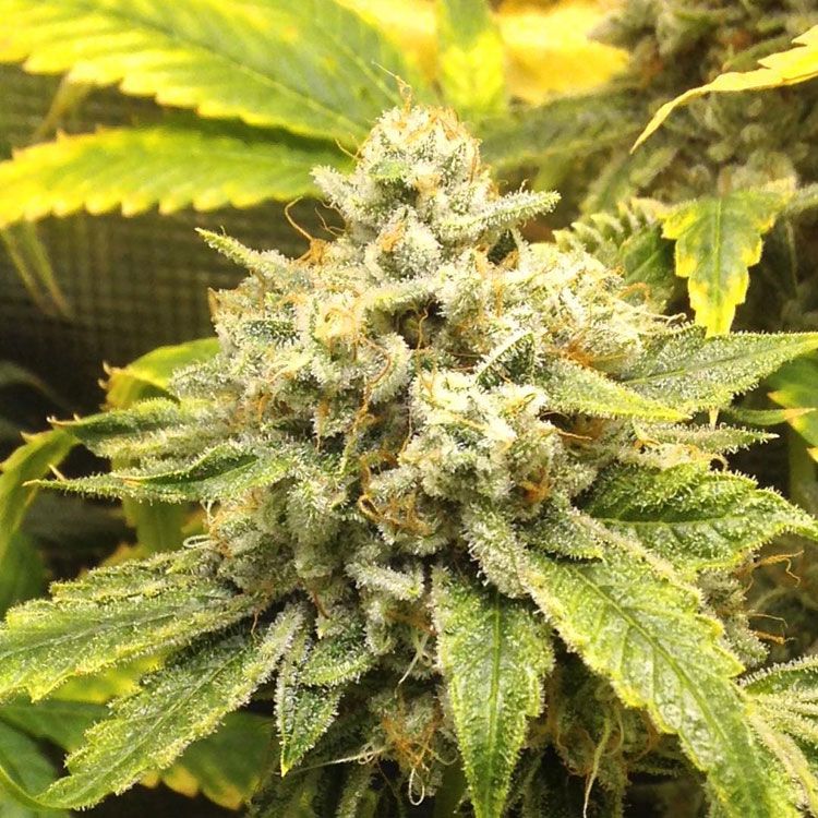 Dope Breeders - FLASH SEEDS Kush Van Stitch Image