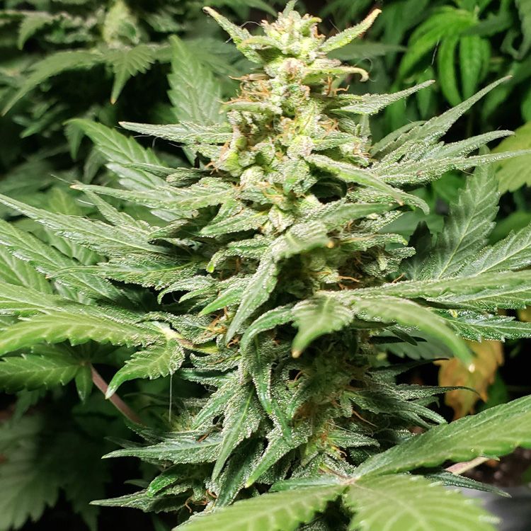 Dope Breeders - FLASH SEEDS Lemon Haze Image