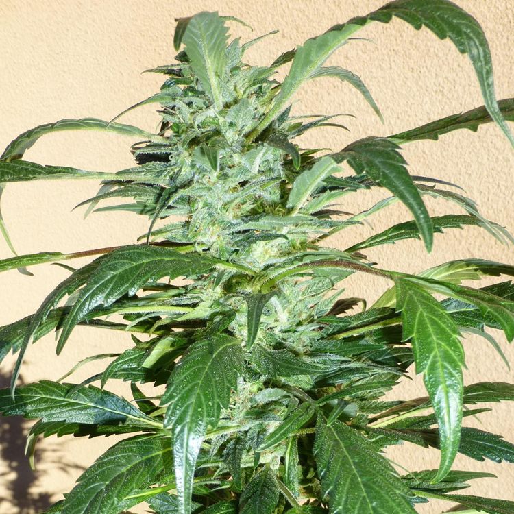 Dope Breeders - FLASH SEEDS Mi6 SuperAuto Image