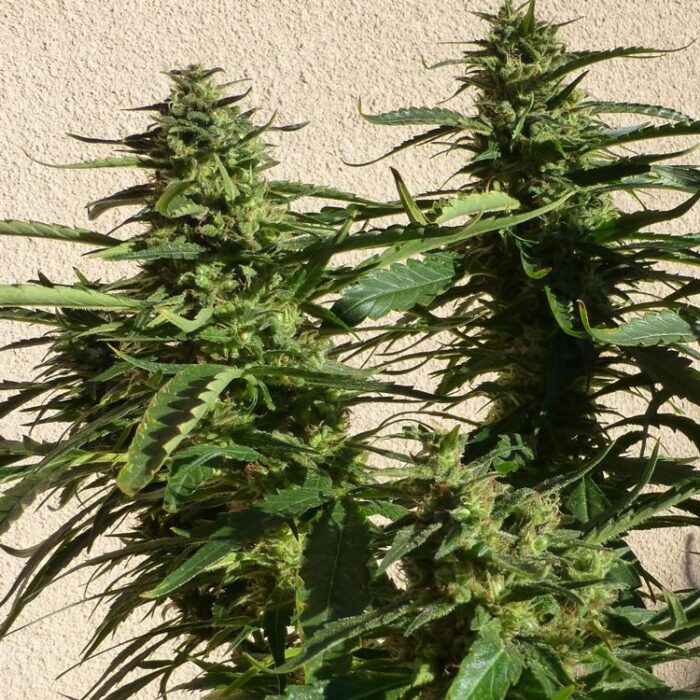 Dope Breeders - FLASH SEEDS Missile 33 SuperAuto Image