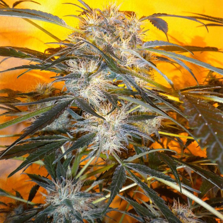 Dope Breeders - FLASH SEEDS Nirvana Sky (Super Auto) Image